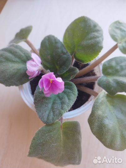 Фиалка бесплатно