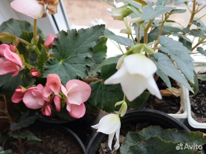 Бегония элатиор