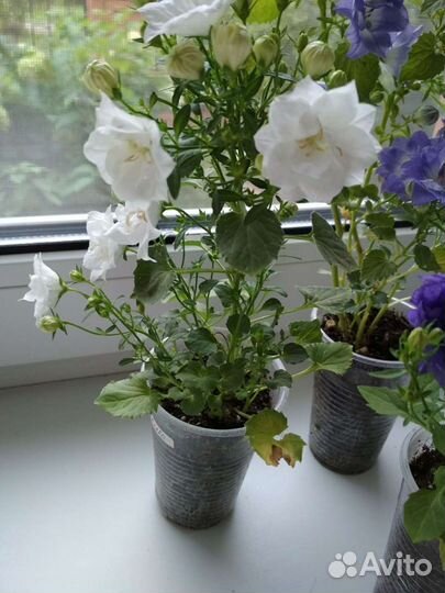 Биколор кампанула