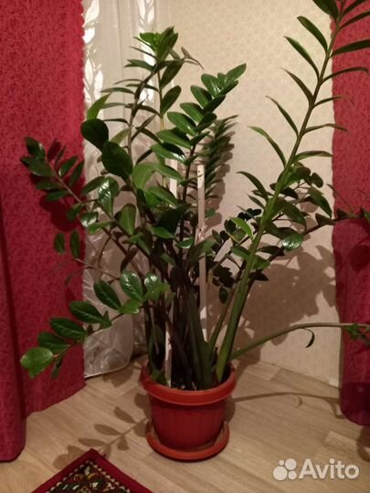 Замиокулькас и спатифиллум(женское счастье)