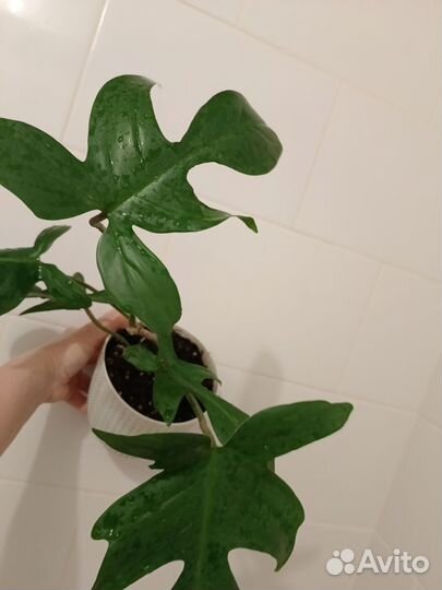 Филодендрон