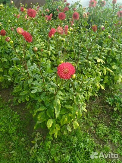 Георгины клубни