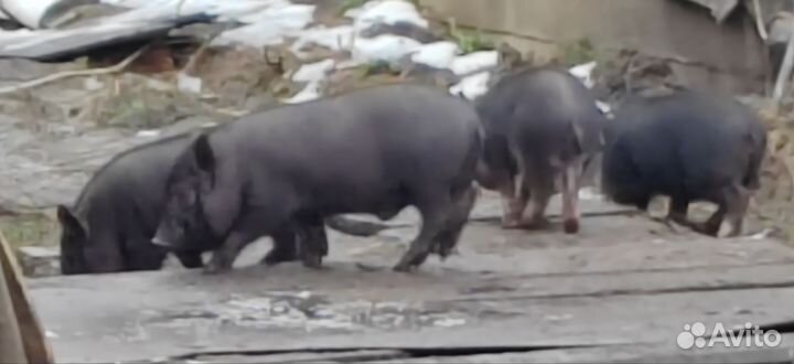 Вьетнамск вислобрюхий поросенок