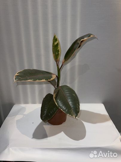 Фикус Белиз Эластика