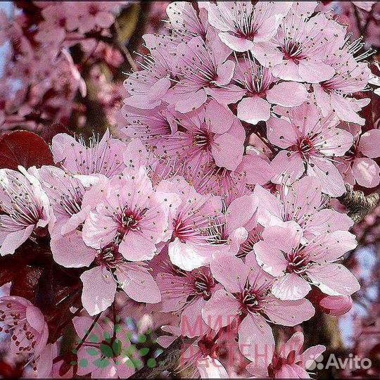 Черемуха Шуберта (черенок)