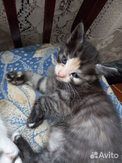 Котенок девочка в добрые руки