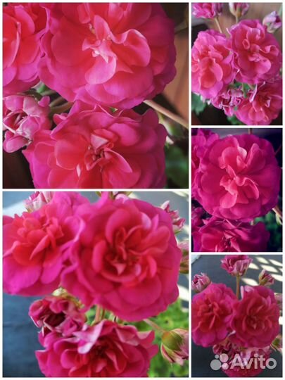 Пеларгонии сортовые коллекционные