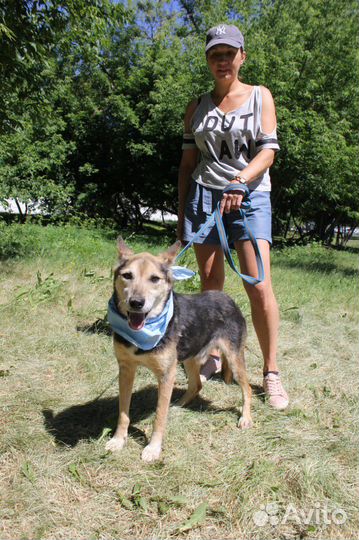 Собака в добрые руки