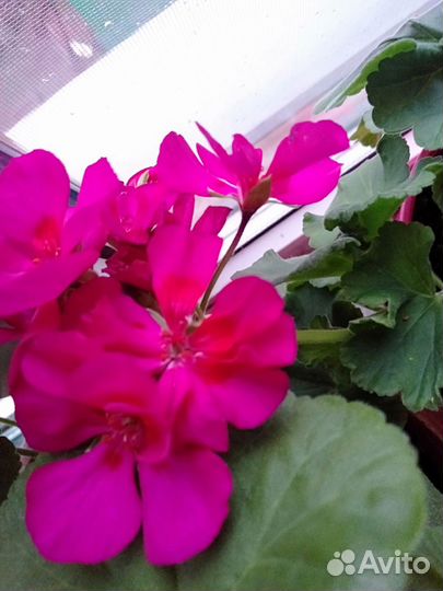 Комнатные растения цветы