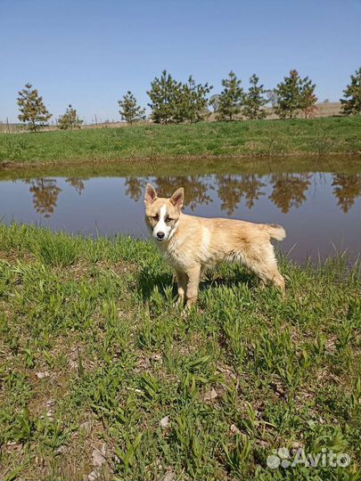 Помесь хаски