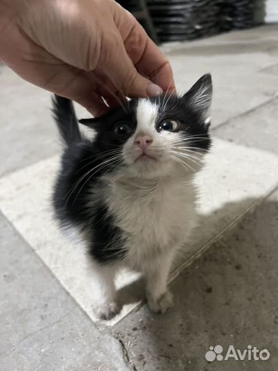 Котята в добрые руки даром