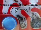 Колонии муравьев муравей-жнец для муравьиной фермы объявление продам
