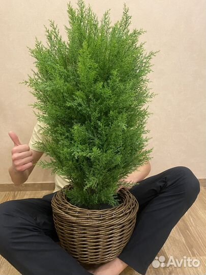 Искусственные растения и цветы зелень