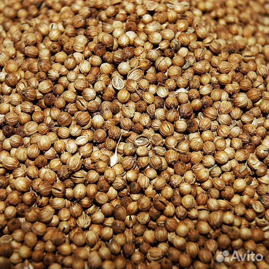Продам кориандр