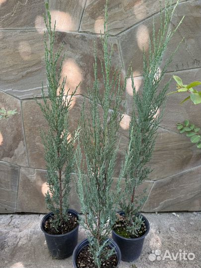 Можжевельник Блю эрроу