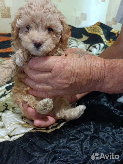 Мальтипу мини