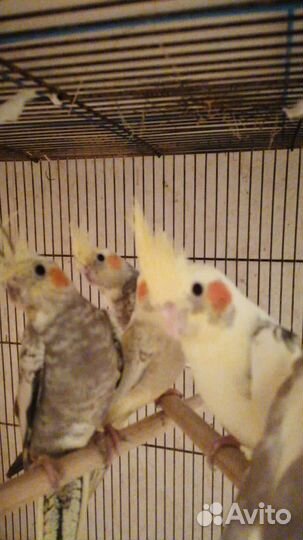 Попугай корелла и др