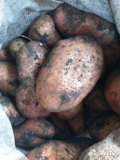 Продам картофель