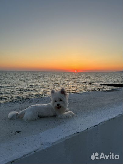 Вязка Белый бивер йорк