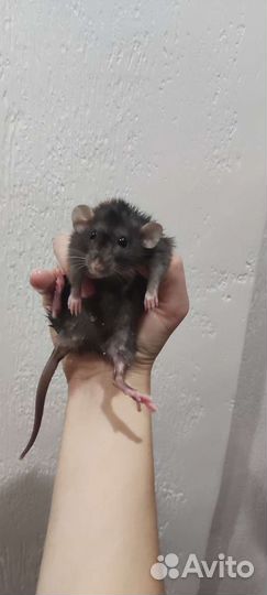 Декоративные крысы Дамбо