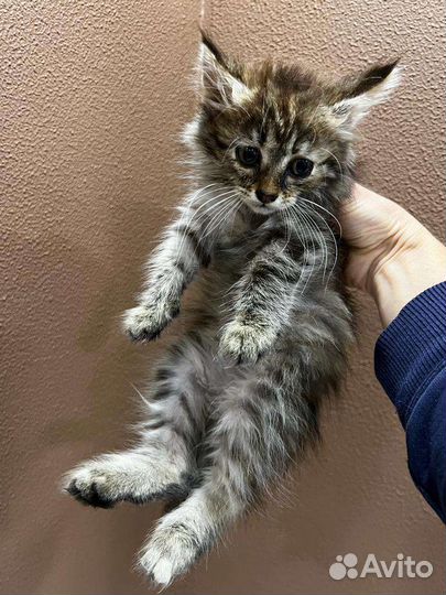 Котёнок девочка грустит