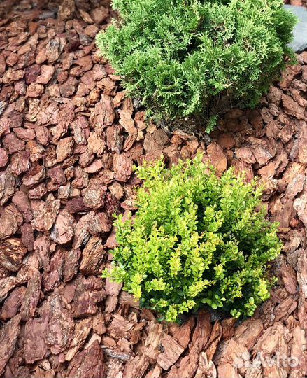 Кора лиственницы