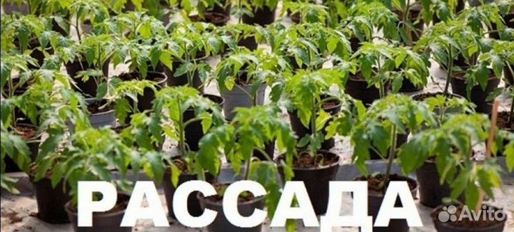 Рассада овощных и цветочных культур