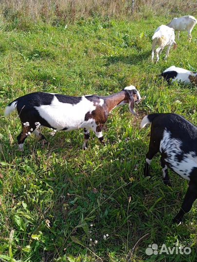 Нубийские козы