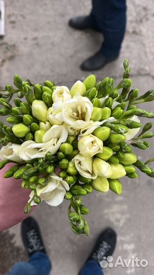 Цветы оптом