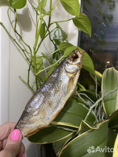 Астраханская вобла от 1 штуки в Челябинске