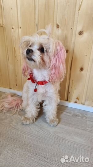 Ветеринарный врач выезд на дом