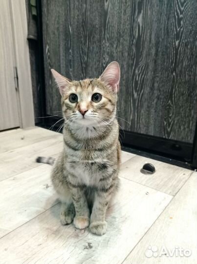 Котёнок