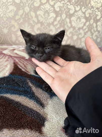 Кошка в дар бесплатно