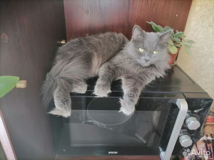 Кошечка ищет кота на вязку