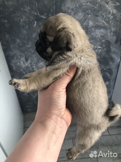 Малыши для души