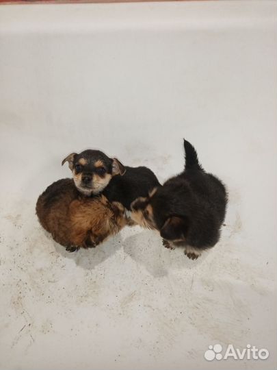 Собака маленькая порода