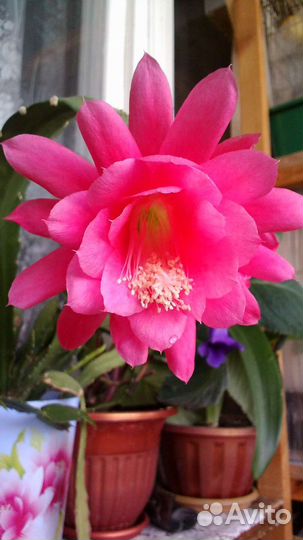 Эпифилум,розовый