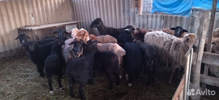 Овцы бараны ягнята