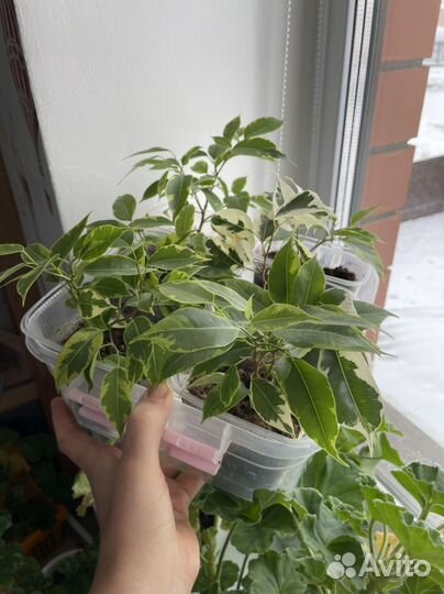 Фикус бенджамина