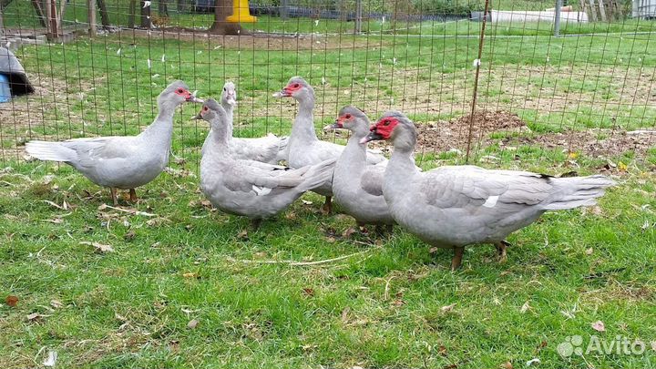 Лавандовые селезни мускусной утки