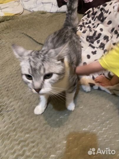 Отдам кота в добрые руки