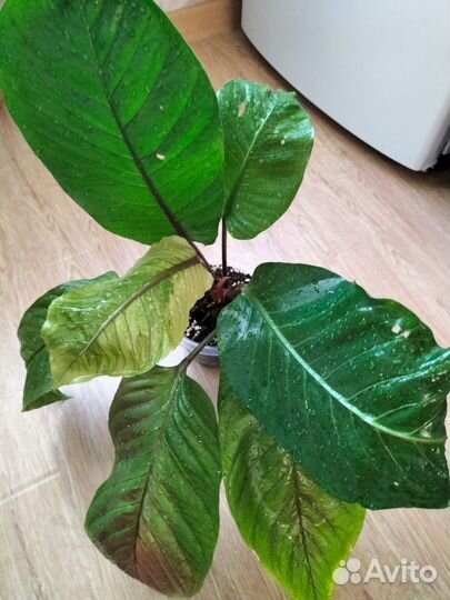 Антуриум вариегатный