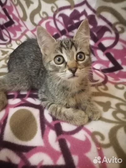 Котенок бесплатно в добрые ручки