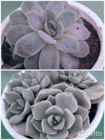 Суккуленты