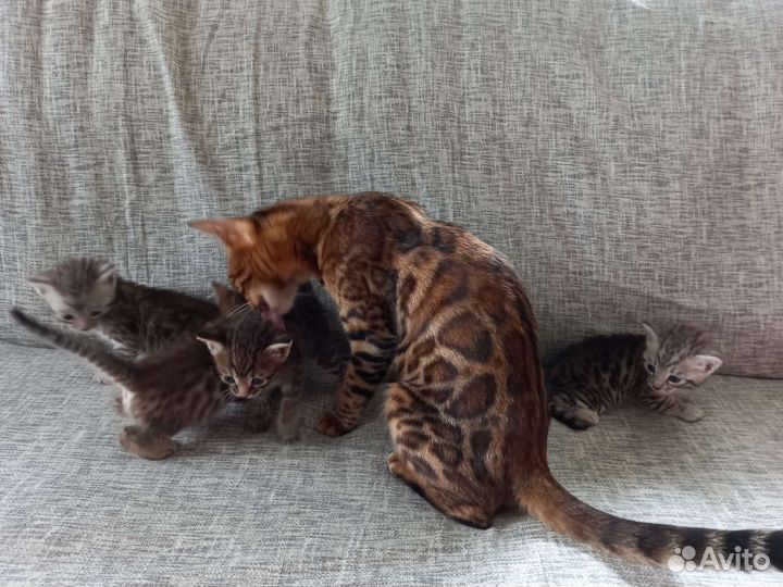 Бенгальский котенок