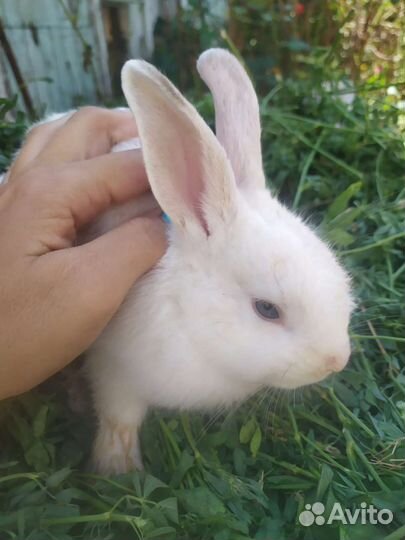 Декоративные кролики