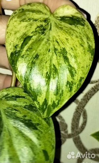 Сциндапсусы