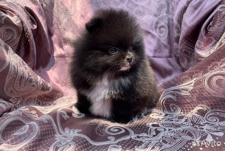 Rolly teacup best sale puppy prijs