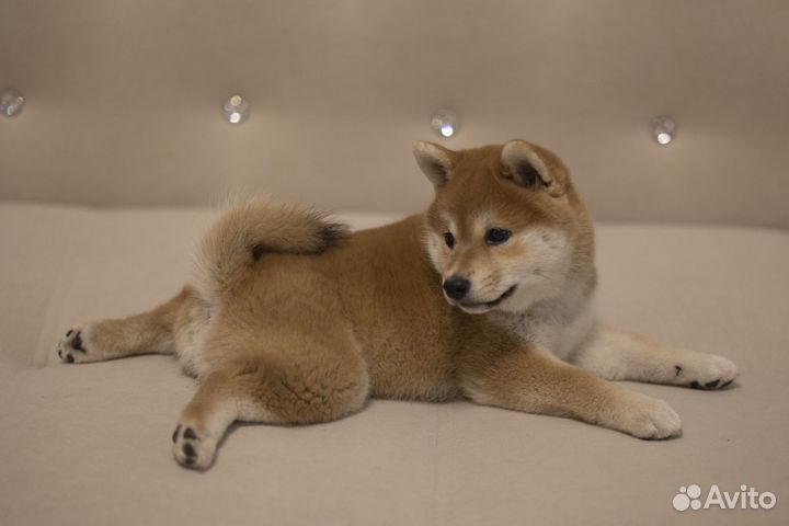 Щенки Сиба ину