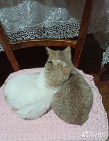 Кошки в добрые руки бесплатно